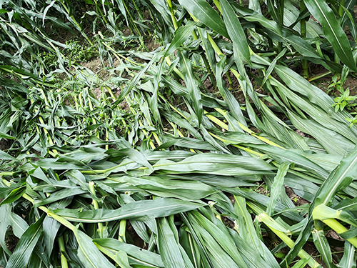Assessingwinddamagedcorn